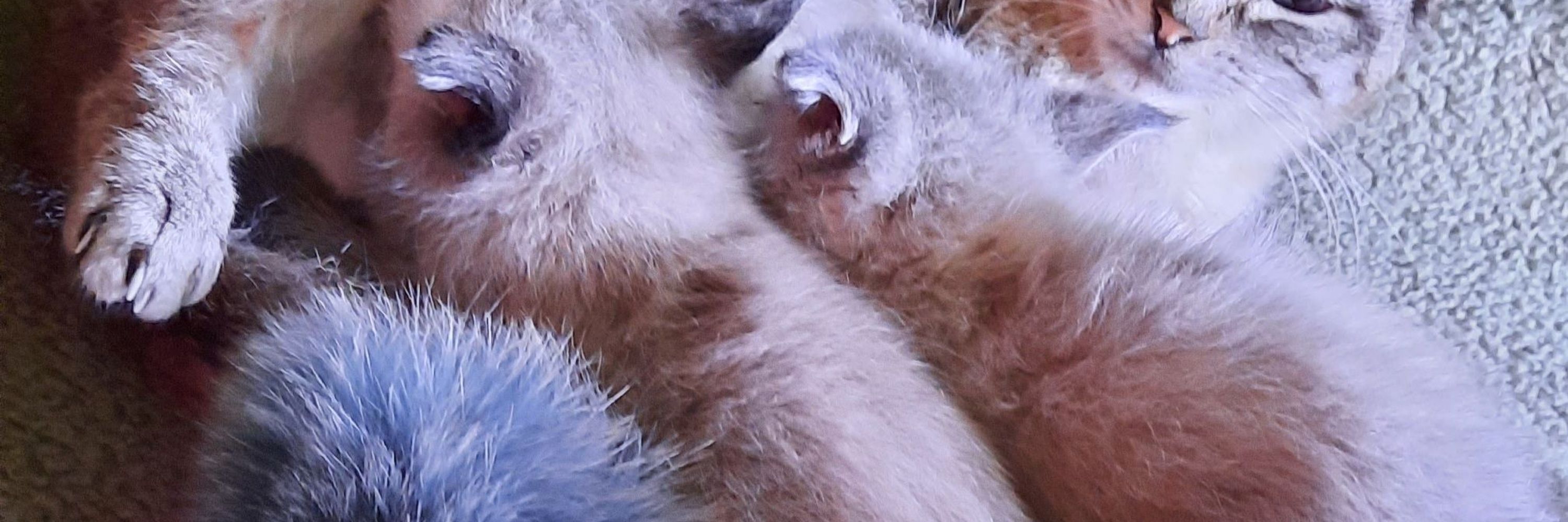 Auri
