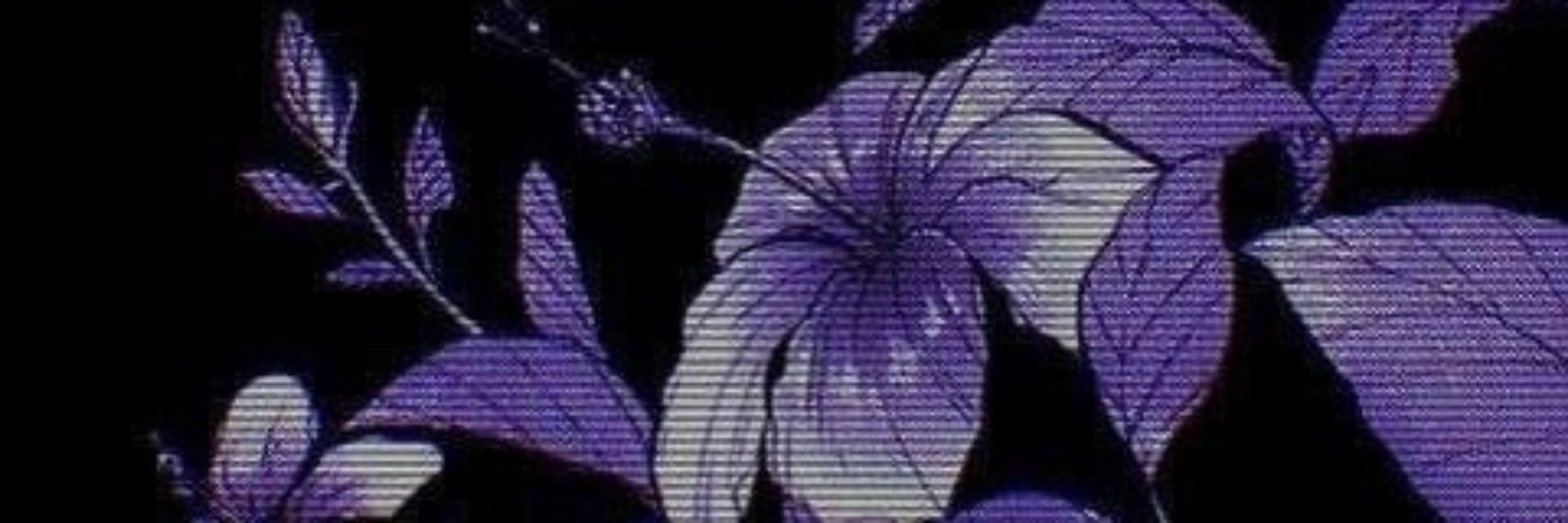 𝑺𝒆𝒓𝒂𝒑𝒉𝒊𝒏𝒂 ᥫ᭡.