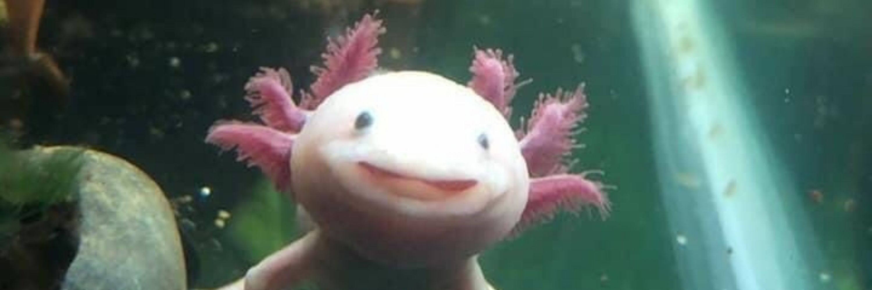 Kumokim
