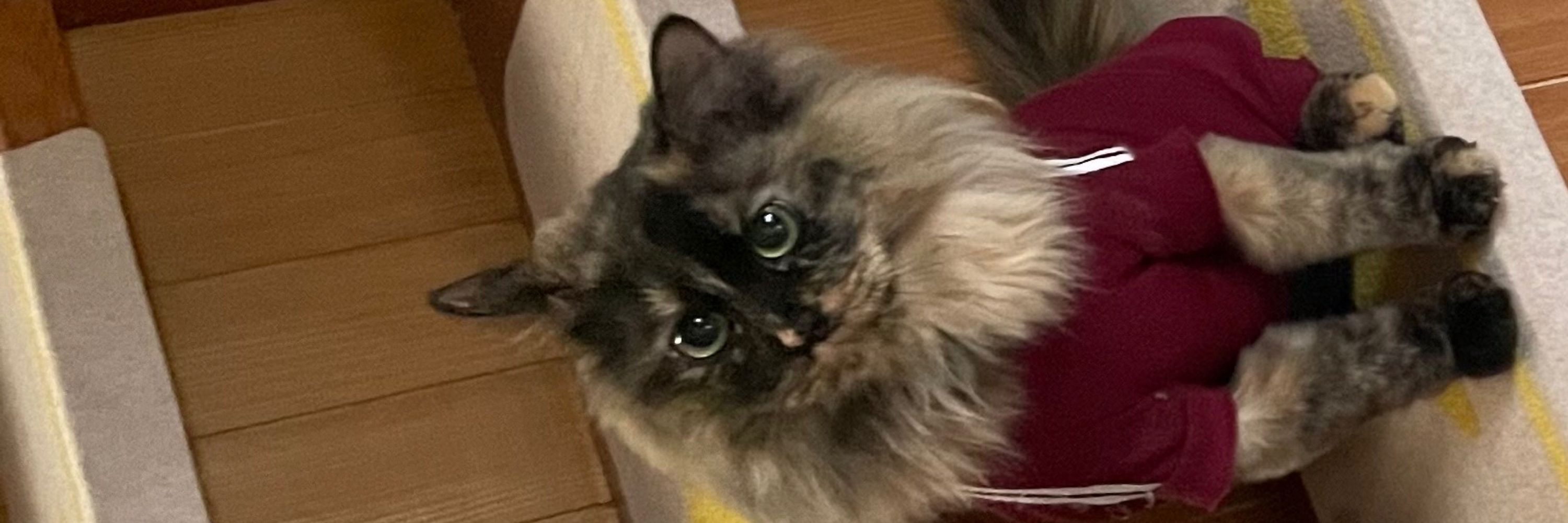 はっさく