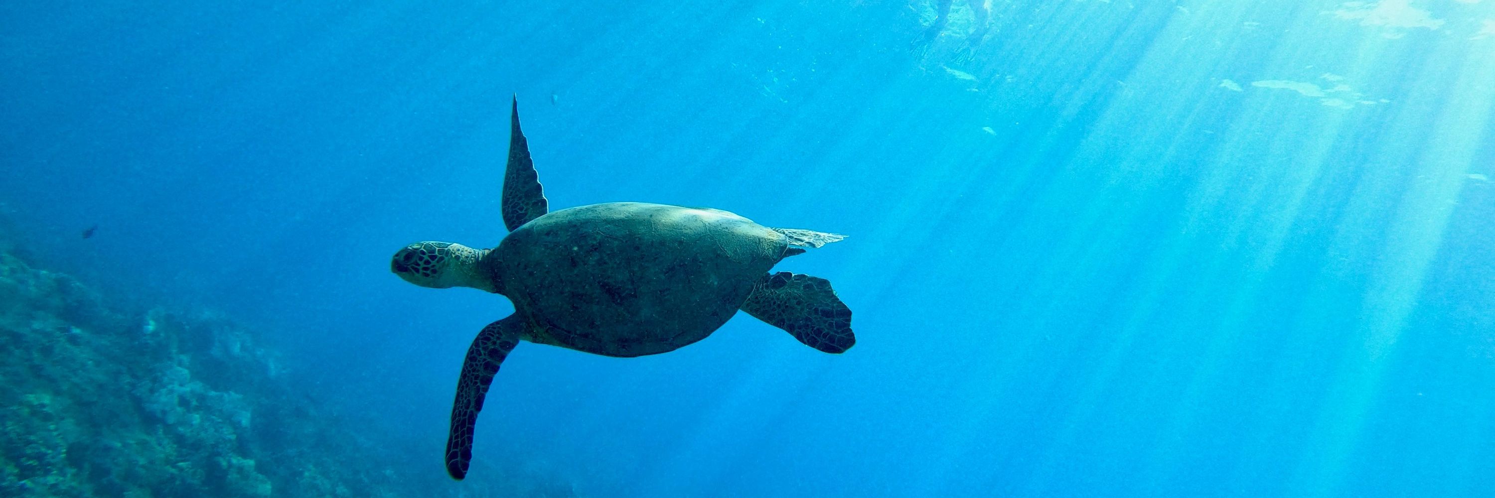 Zen Turtle archives