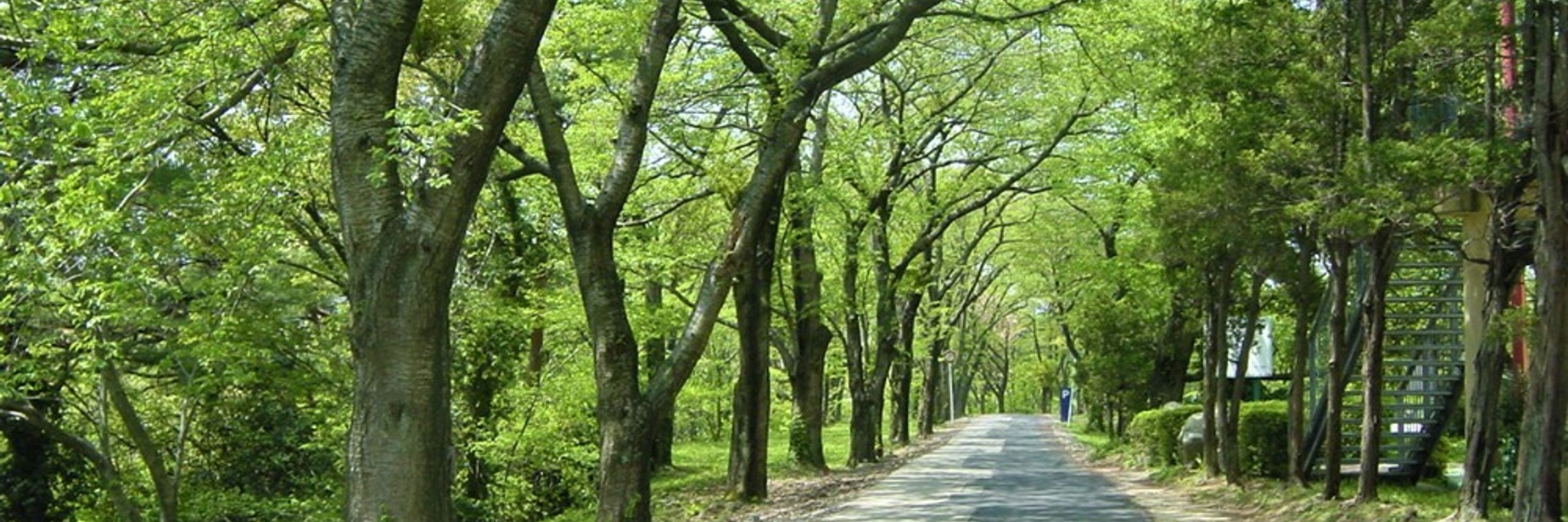🌲鈴懸 suzukake