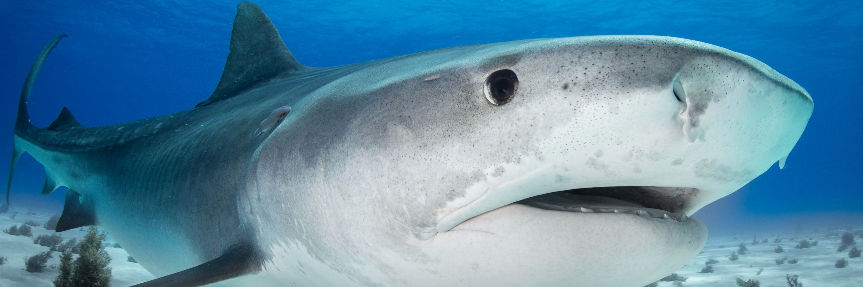 Bite-Back Shark & Marine Conservation