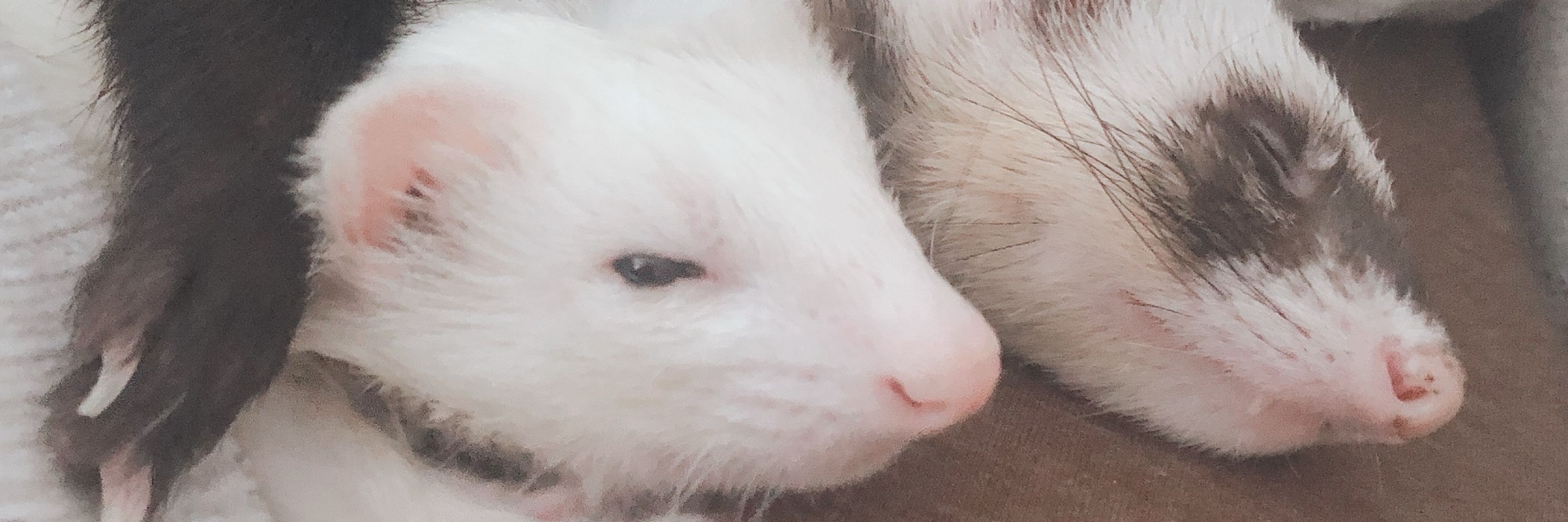 もふちわ🦦