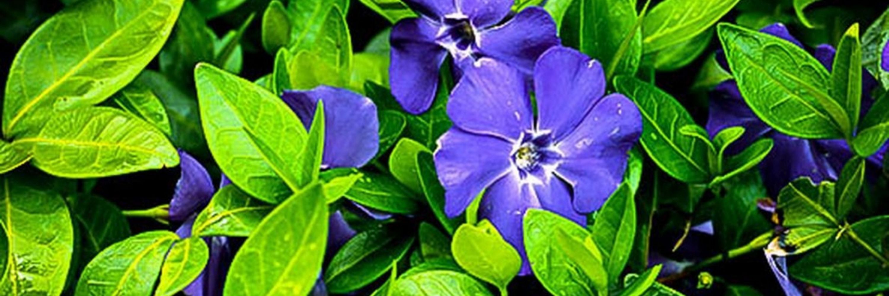 The Periwinkle Wrinkle