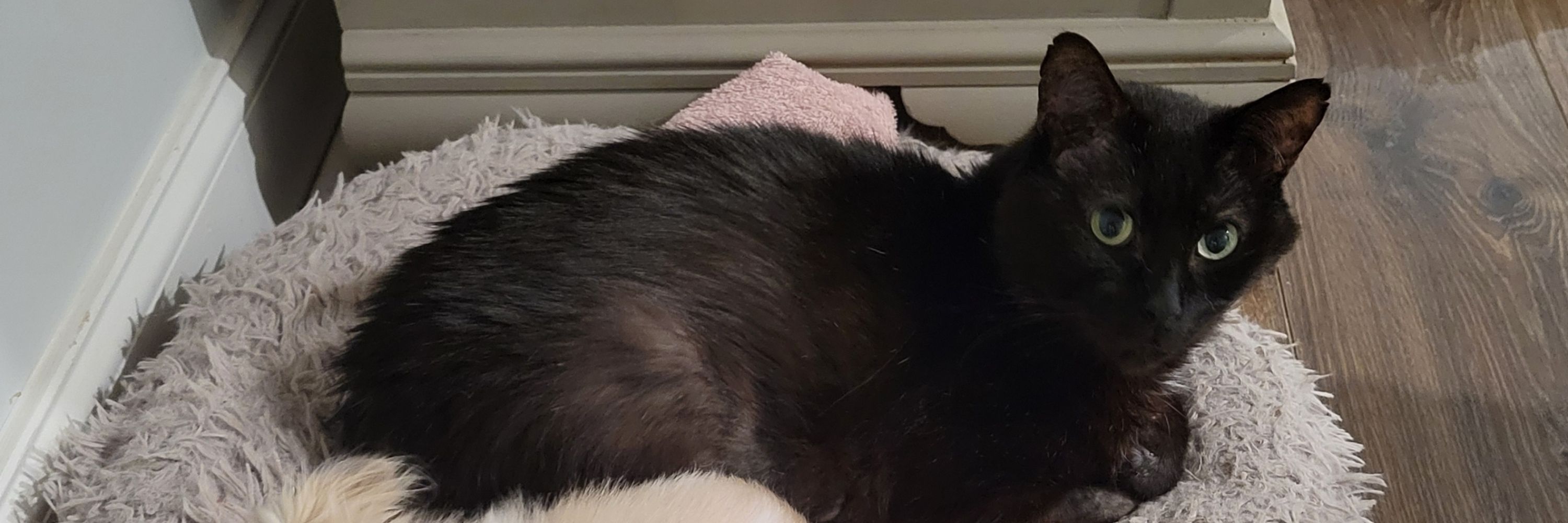 Don the Tacocat