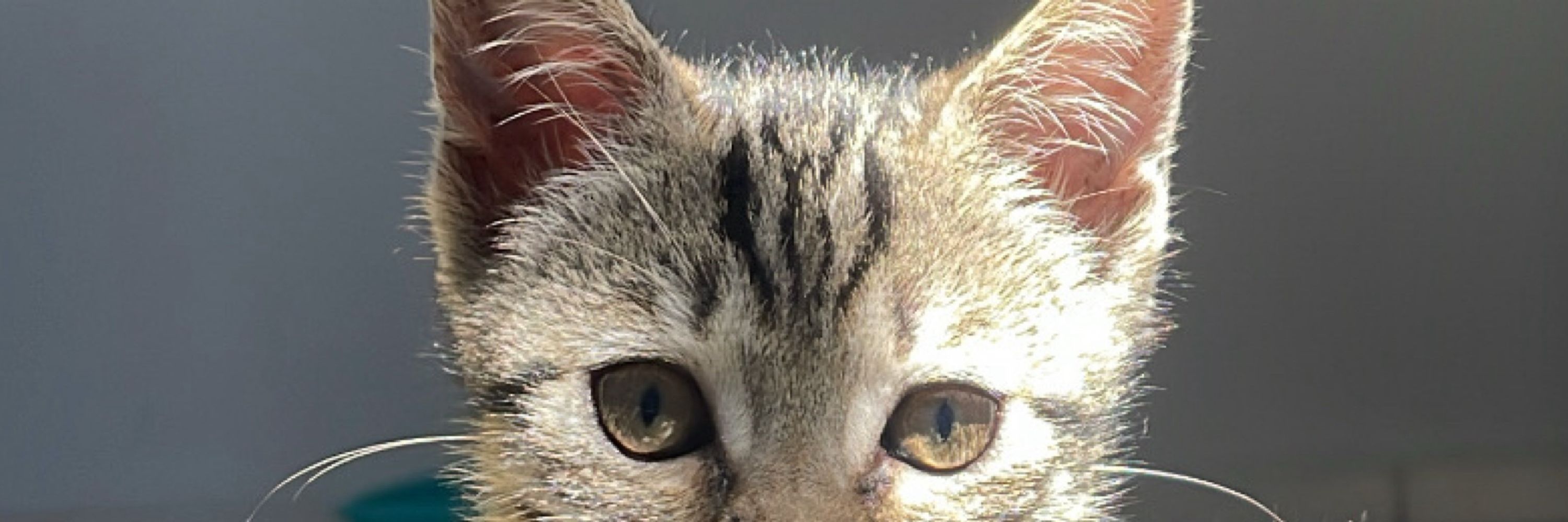 tarinha