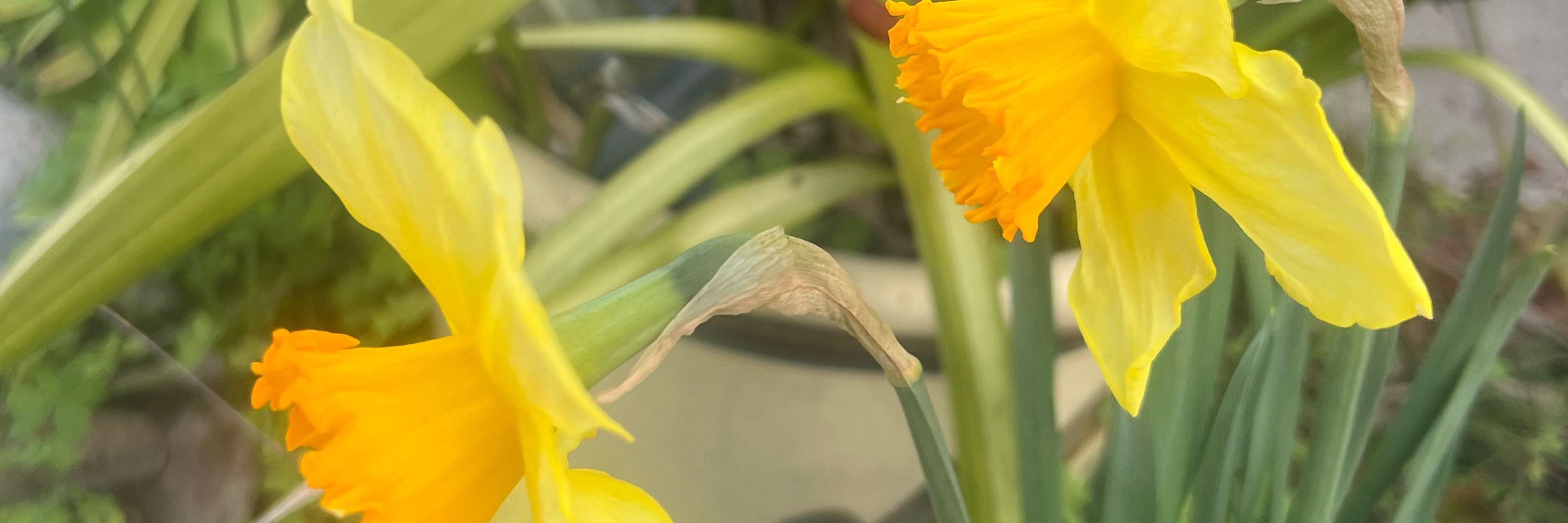 B. Basilius