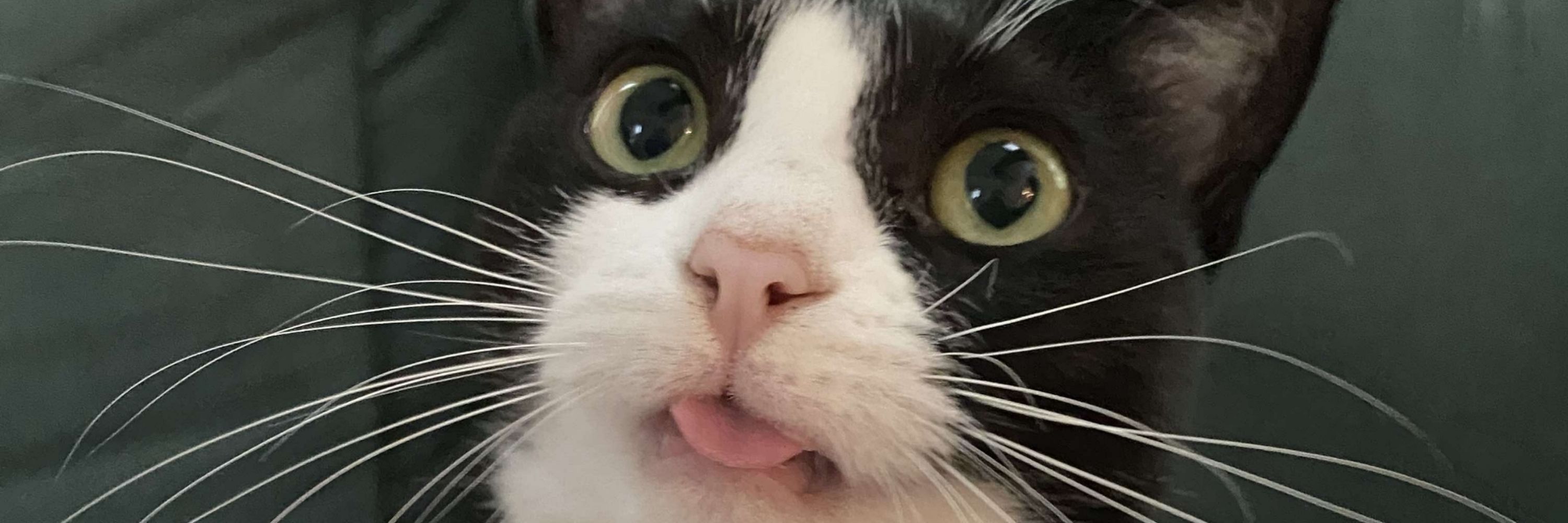 HolyHeckaroo