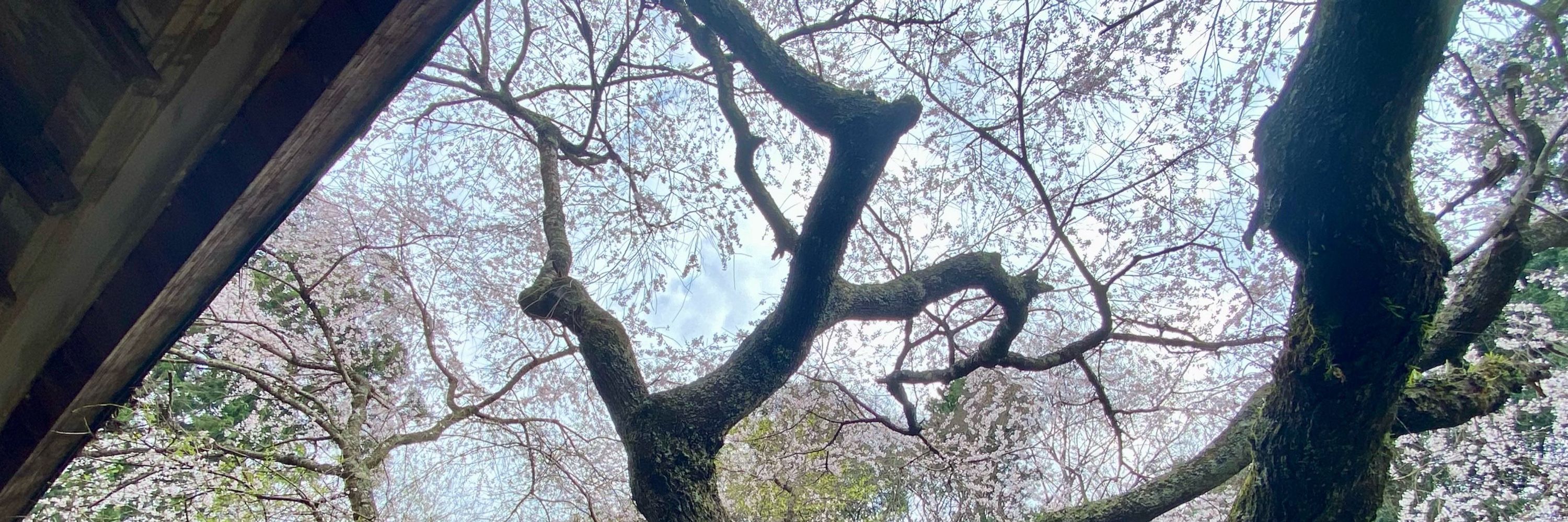 もーりー