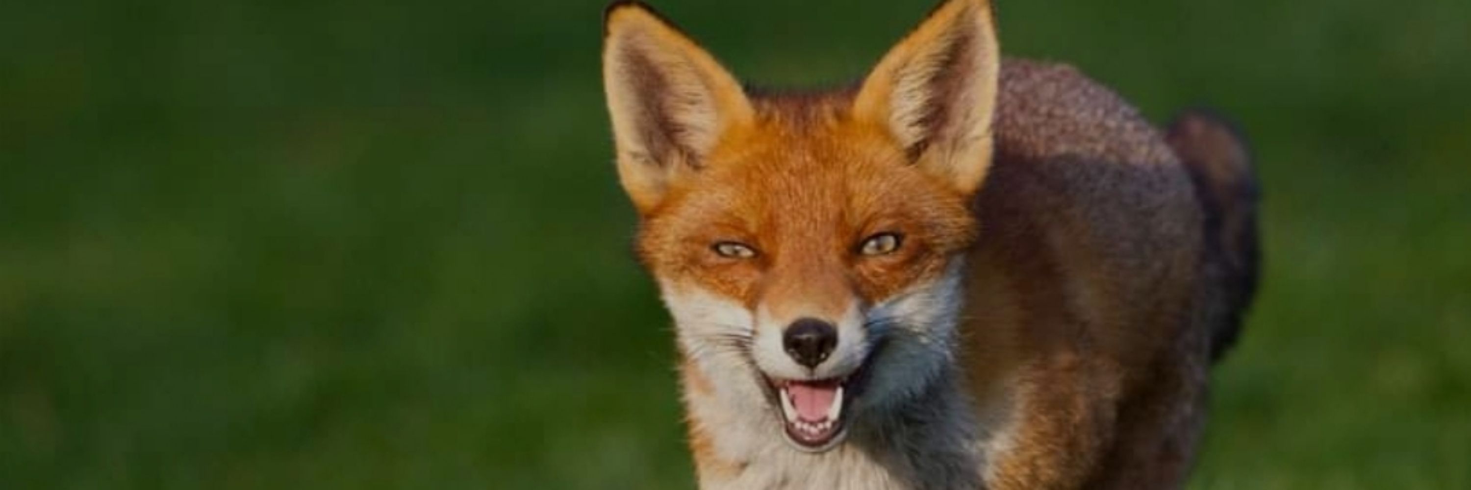 Herefordshire Hunt Sabs