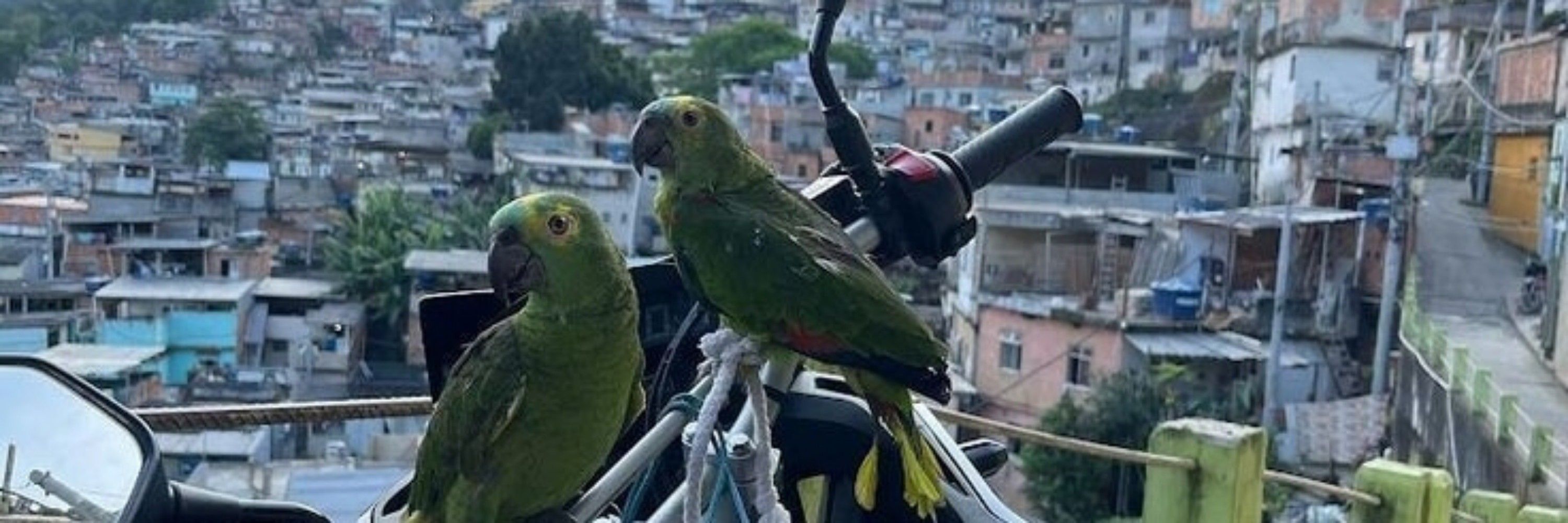 Loro