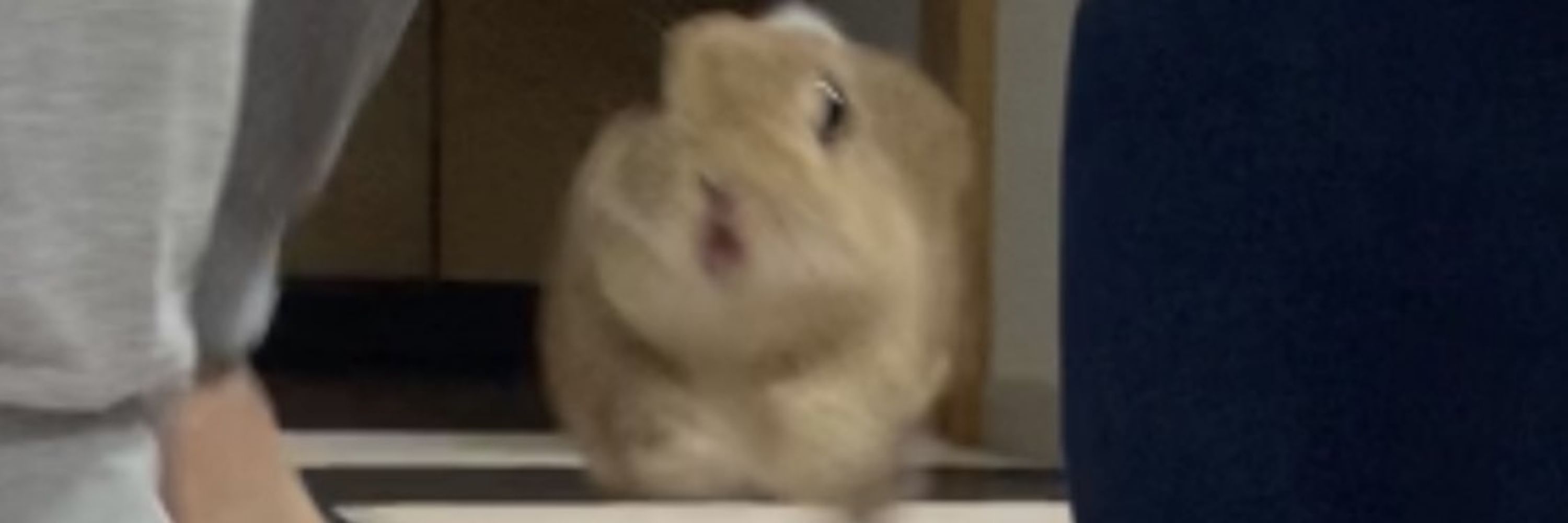 튼튼곰♡빠랙