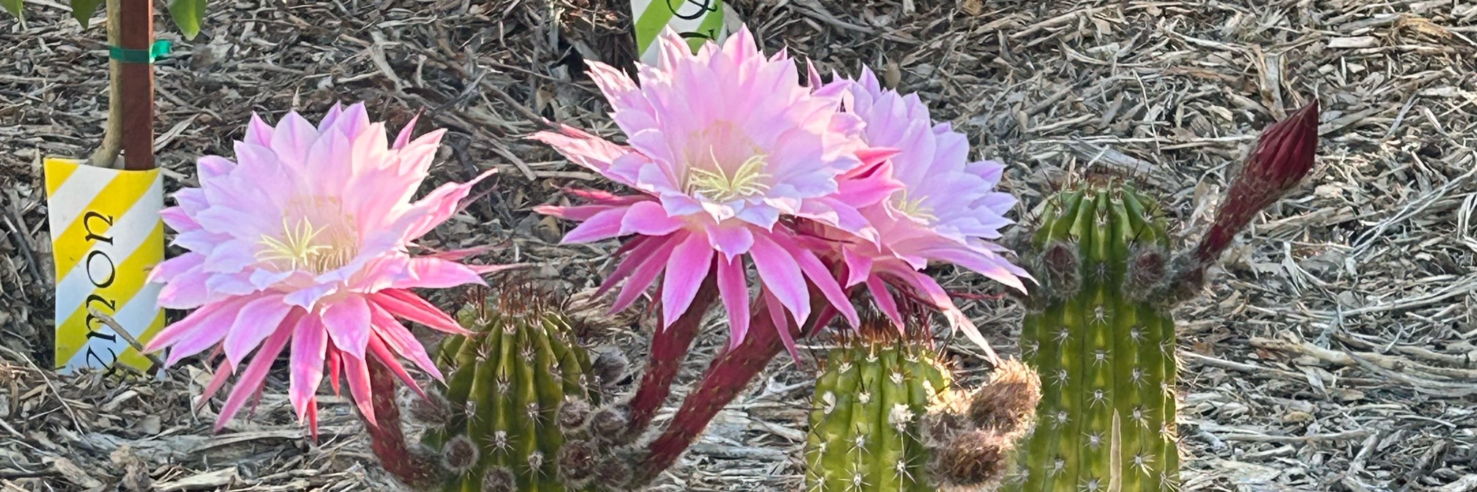 Linda from AZ