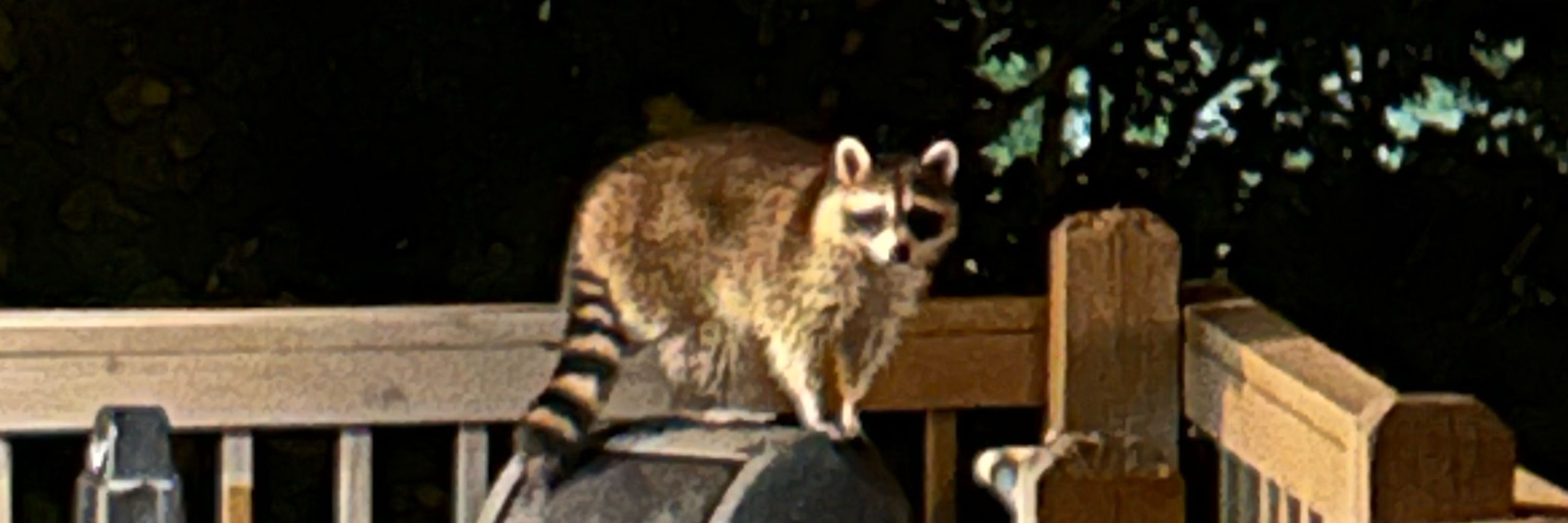 jess