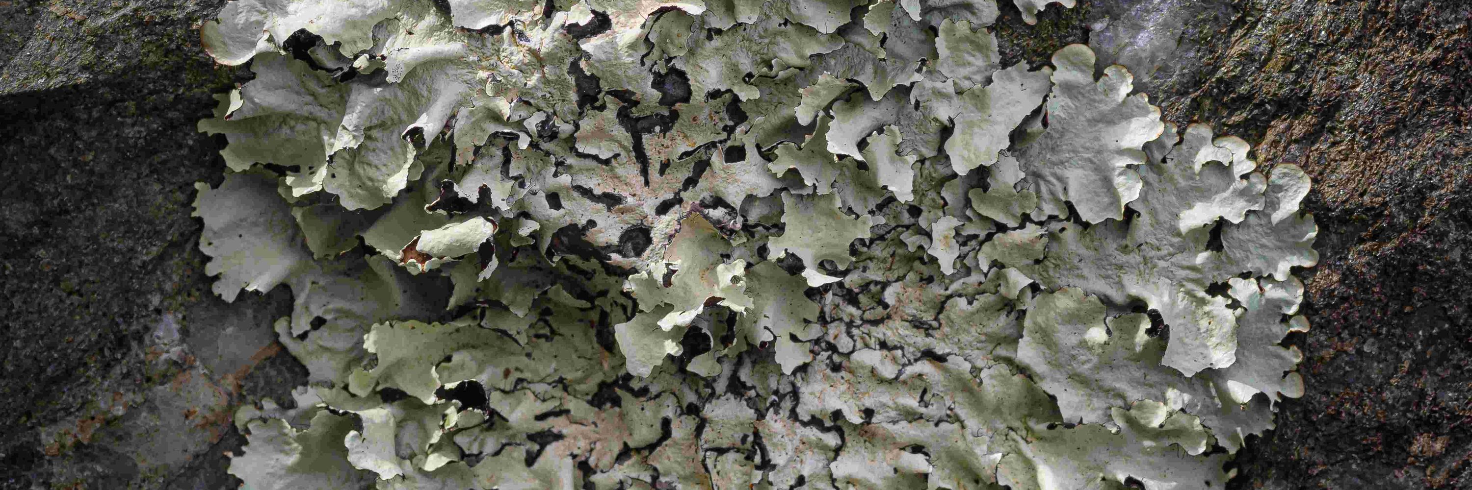 Anthony Speca | Aspen Ecology