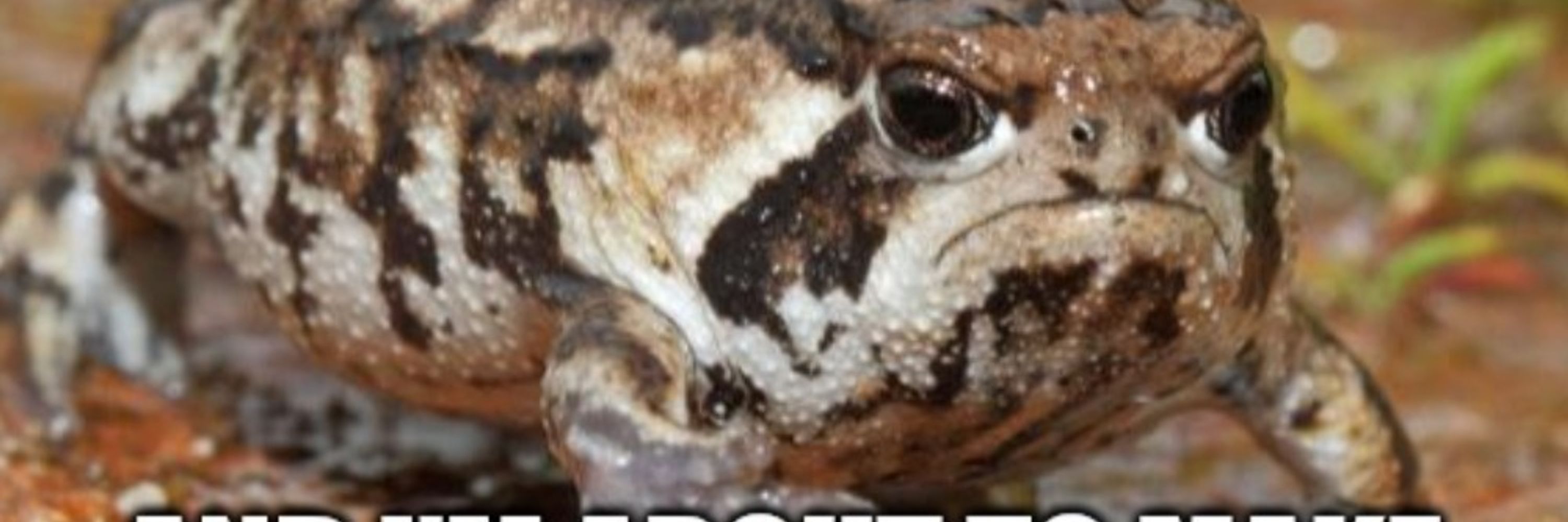 GrumpyOnMain