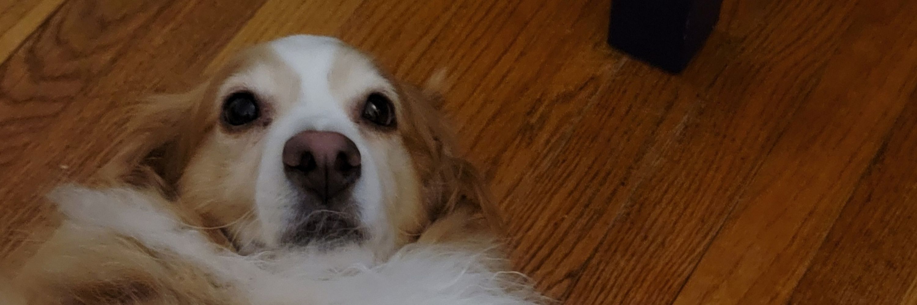 Kaydee