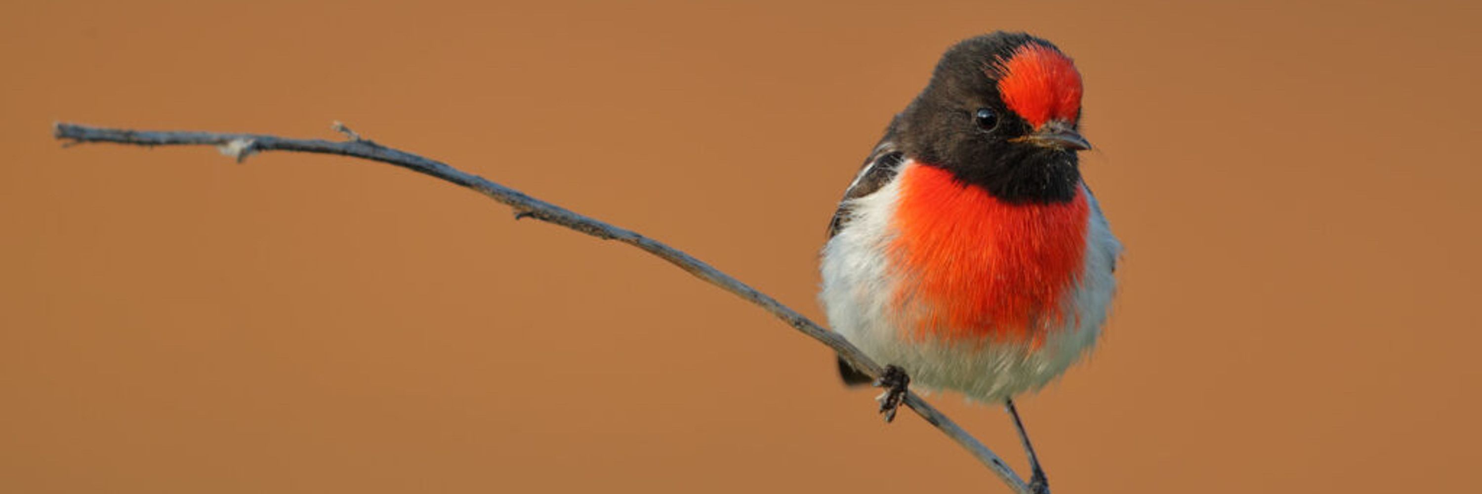 Robin