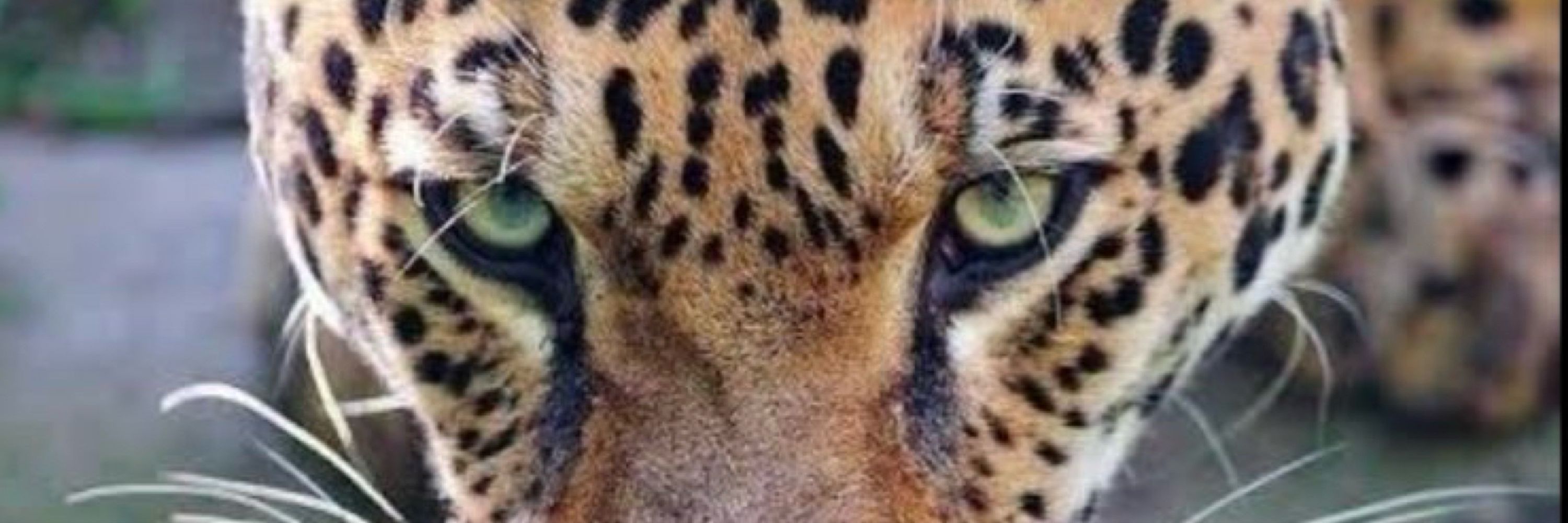 Onça Upon a Time in Brasil 🐆