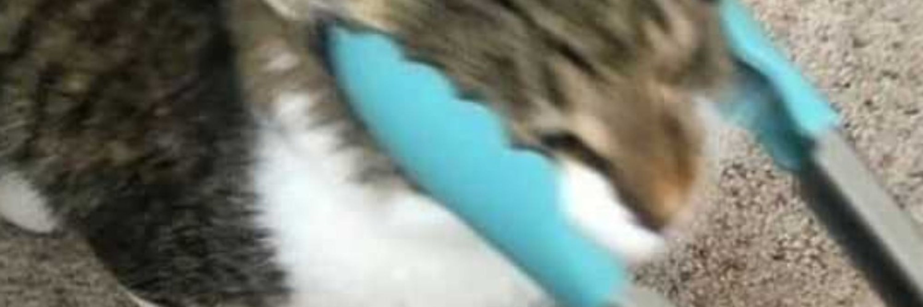Floop