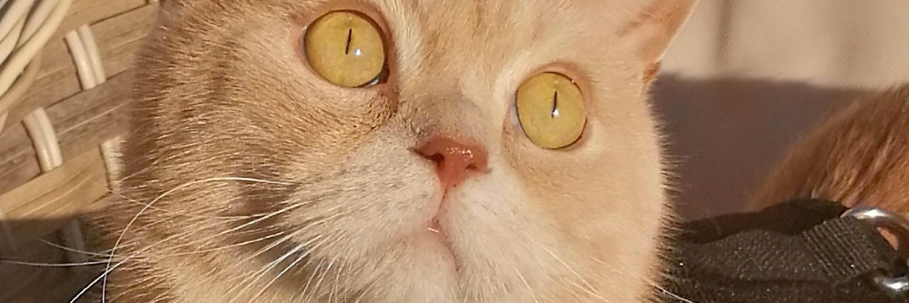 Nilüfer