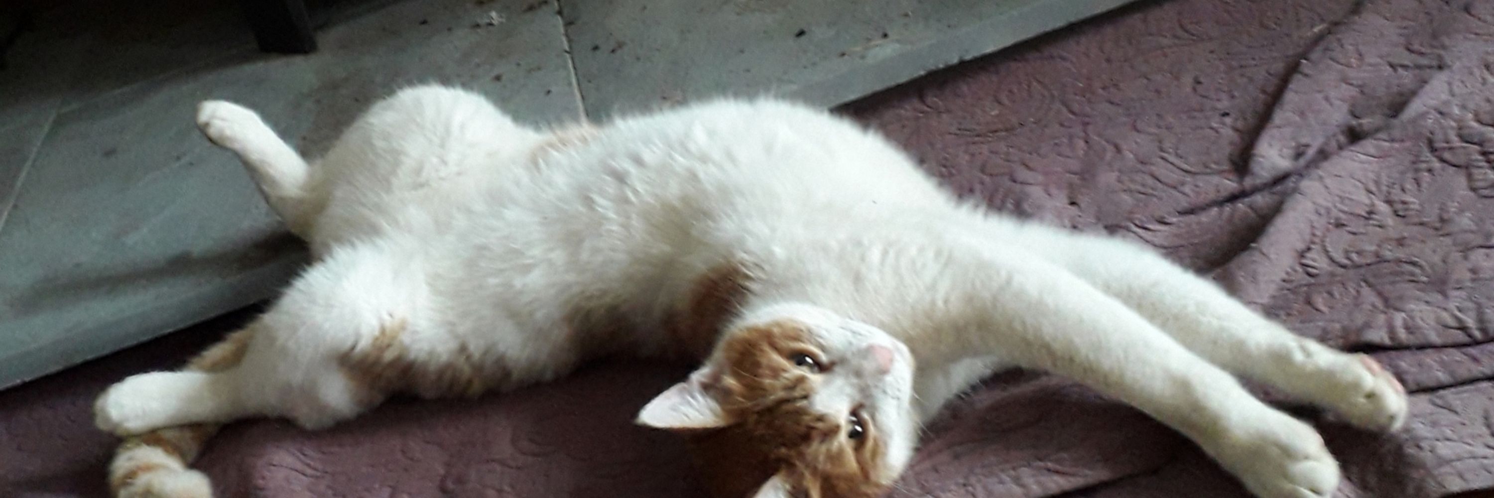 Top Cat Ollie