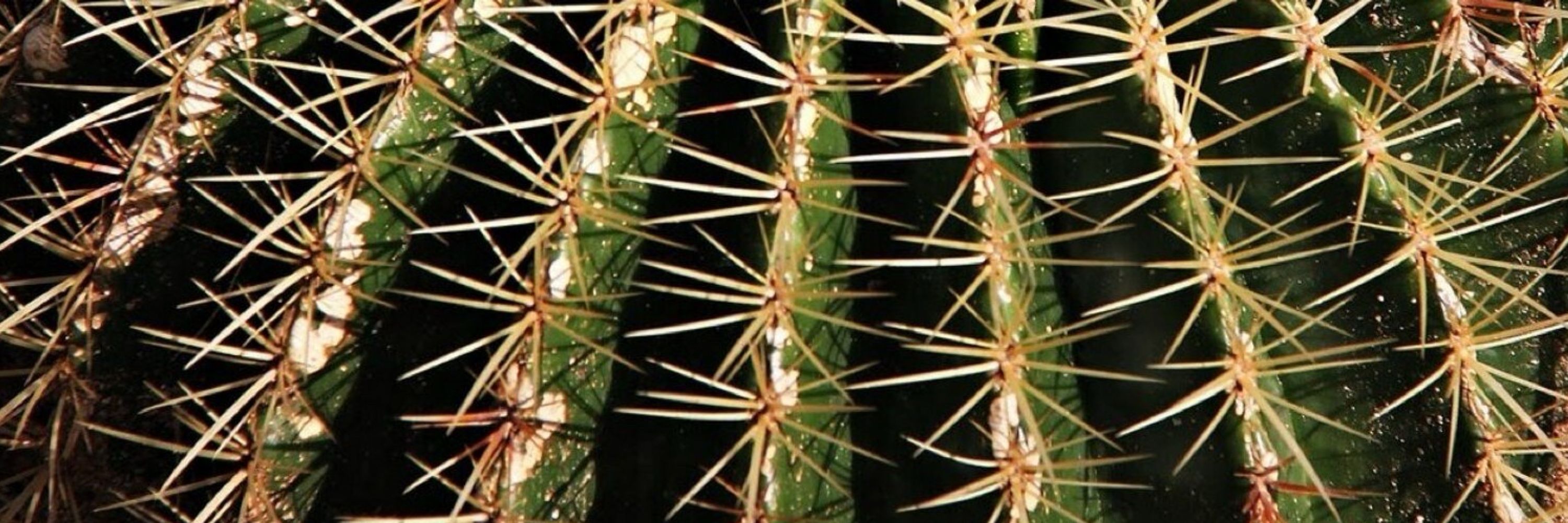 Frazada de Cactus