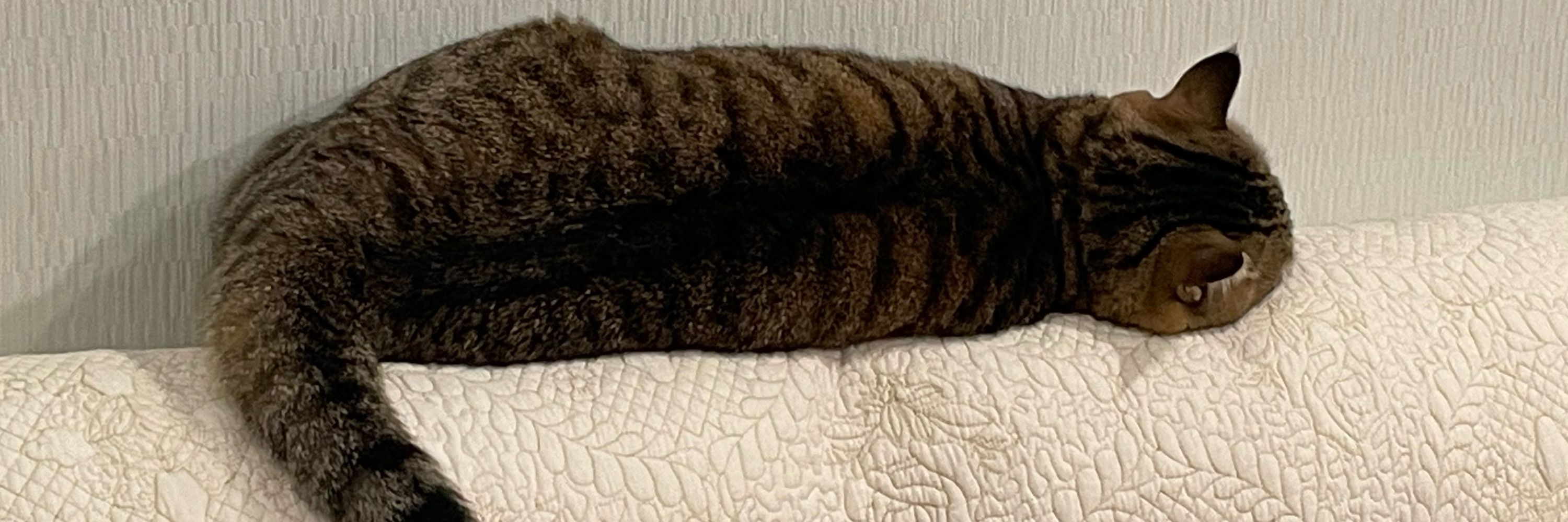 ひつじ🐑