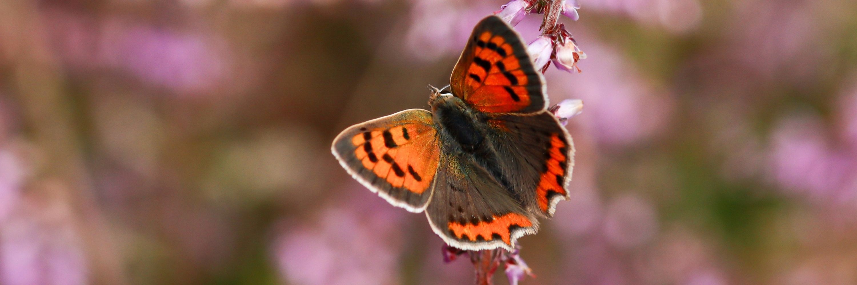 🐦 JULIA 🦋