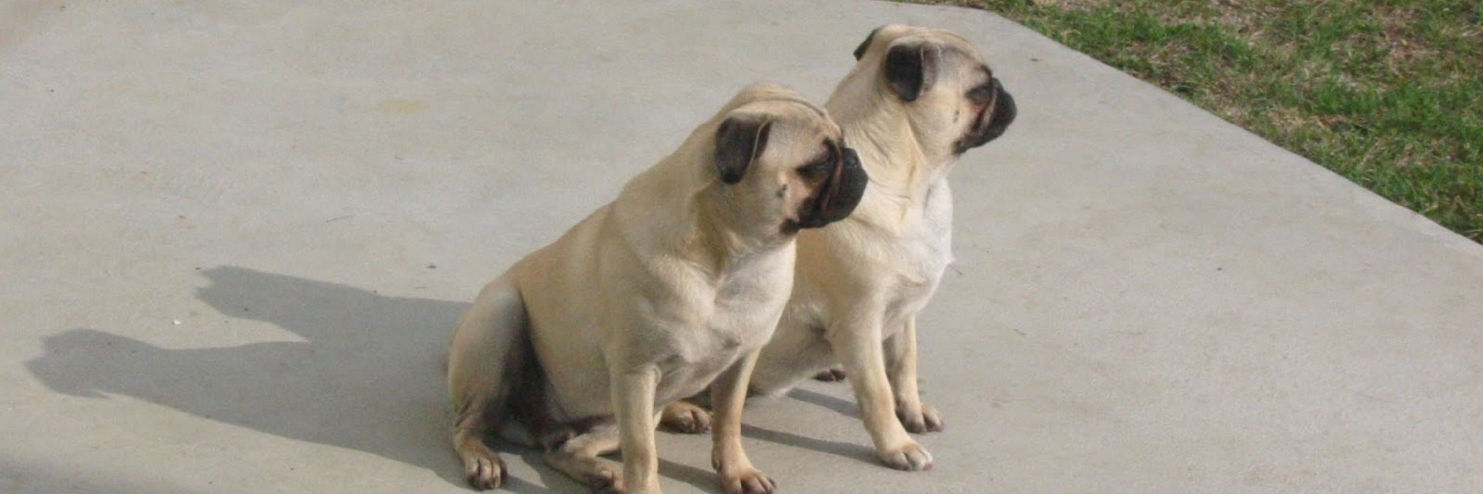 texas2pugs