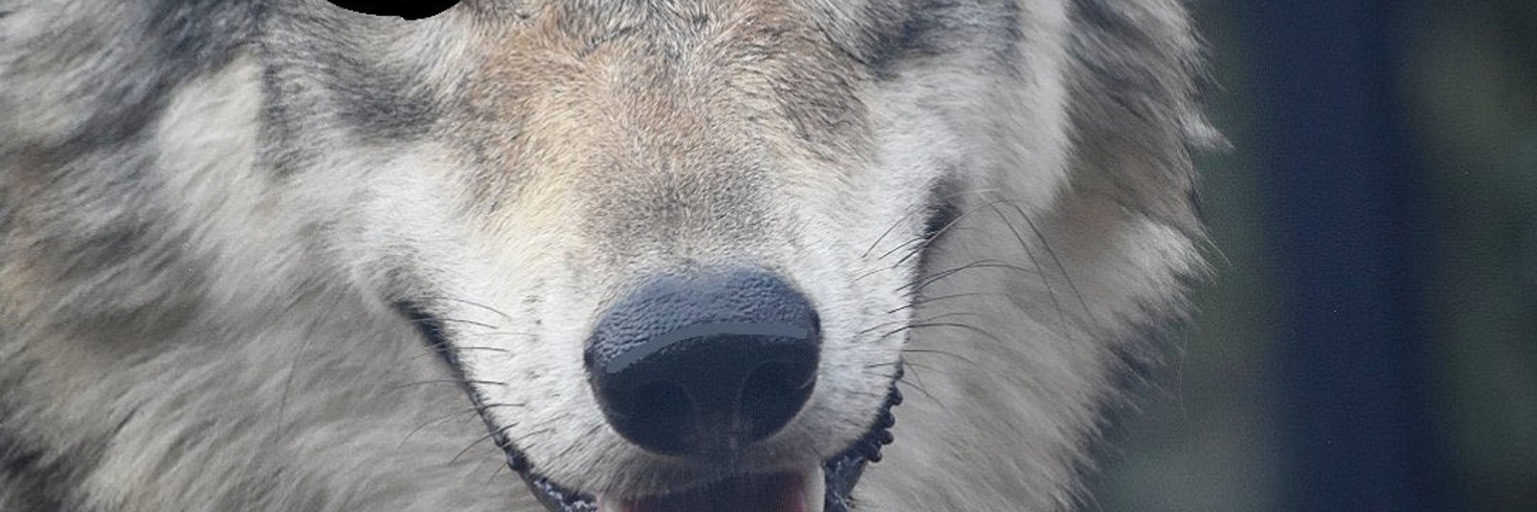 KingWolf