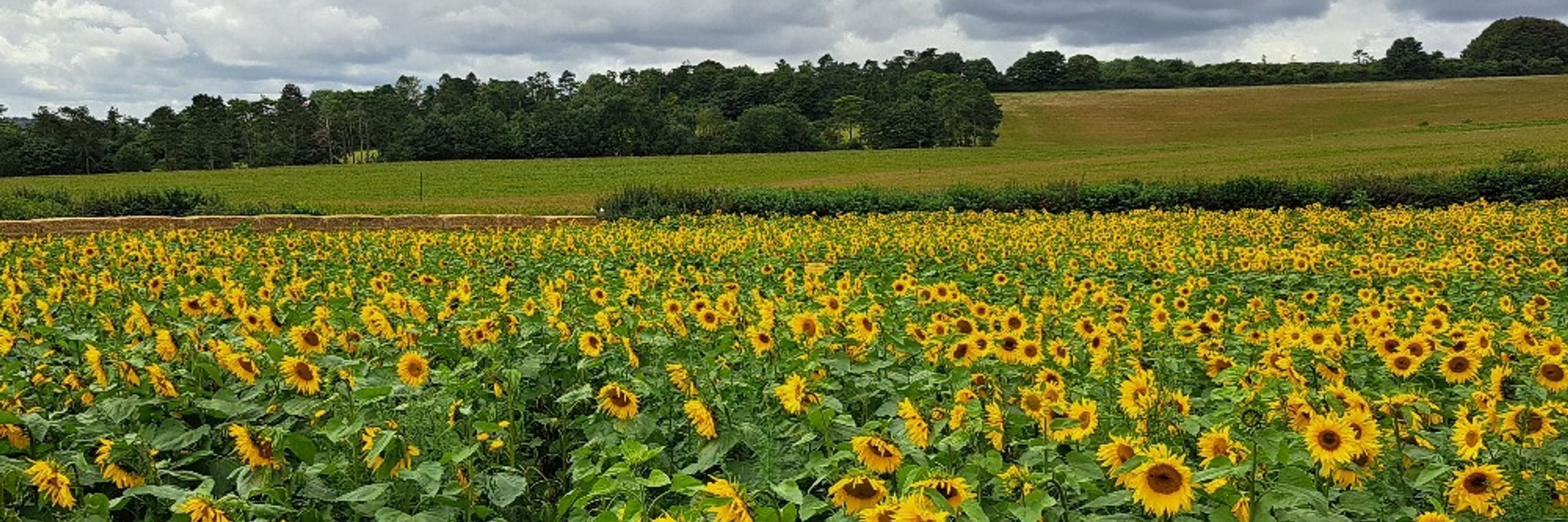 Profile banner