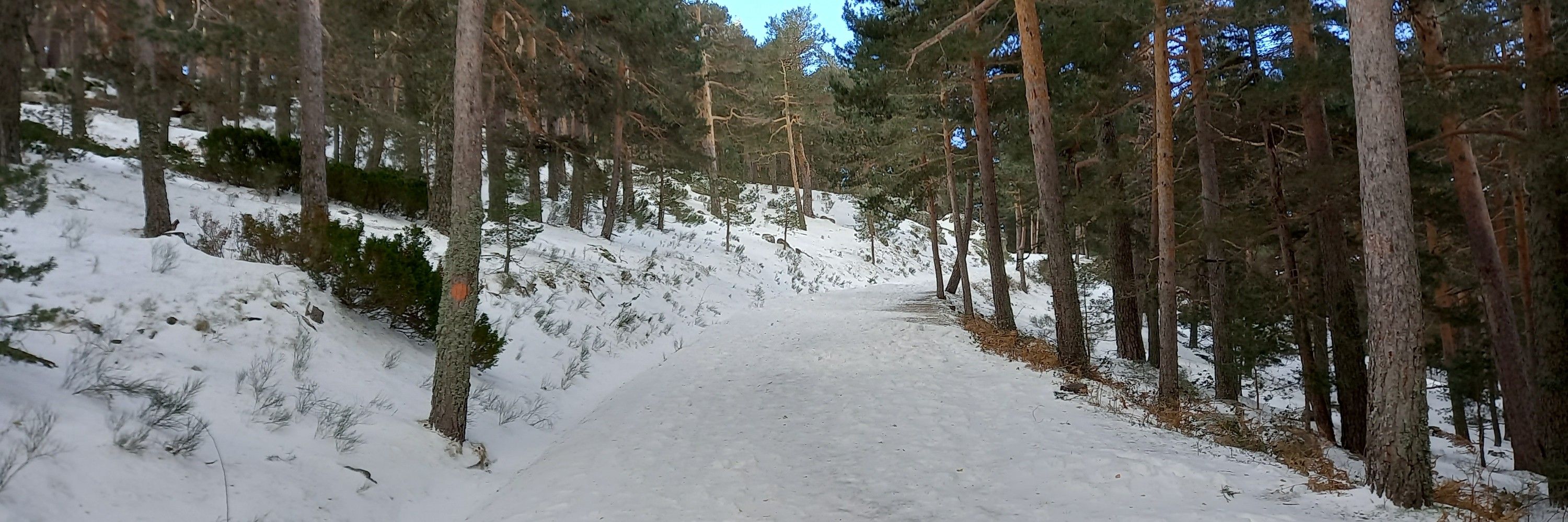 Pulidobatido
