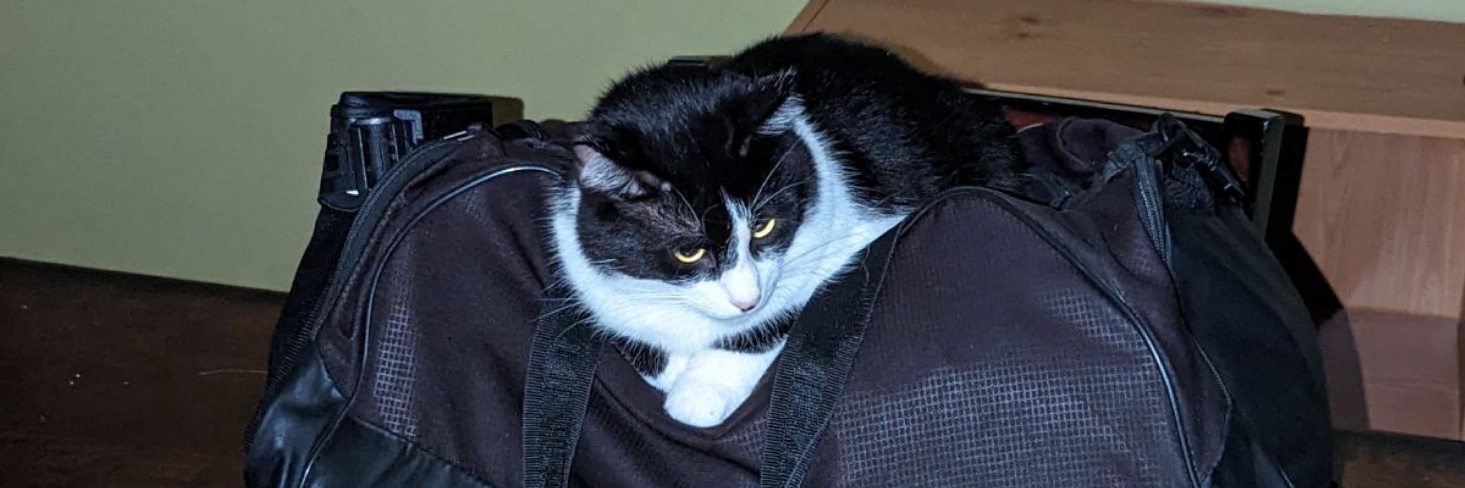 Mighty Kool Kat