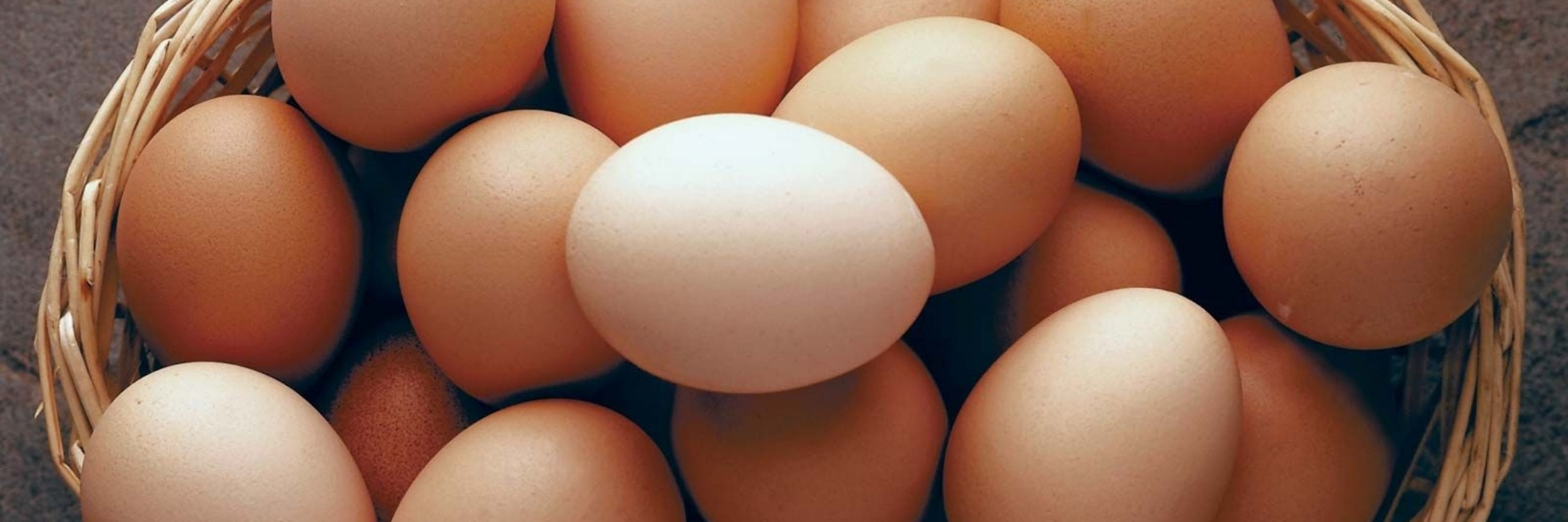 Egg