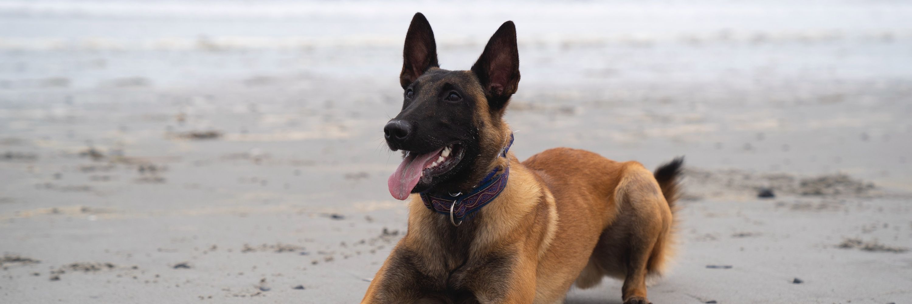 Maine Dog Training Co