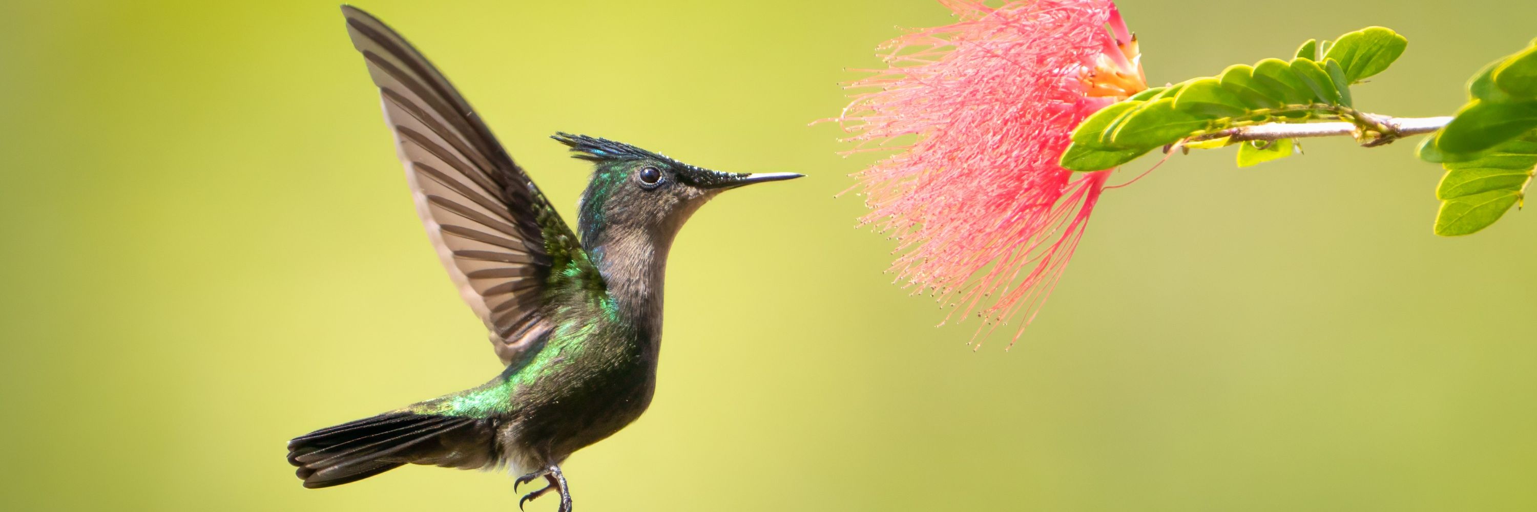 David Lea Kenney Wildlife Photography