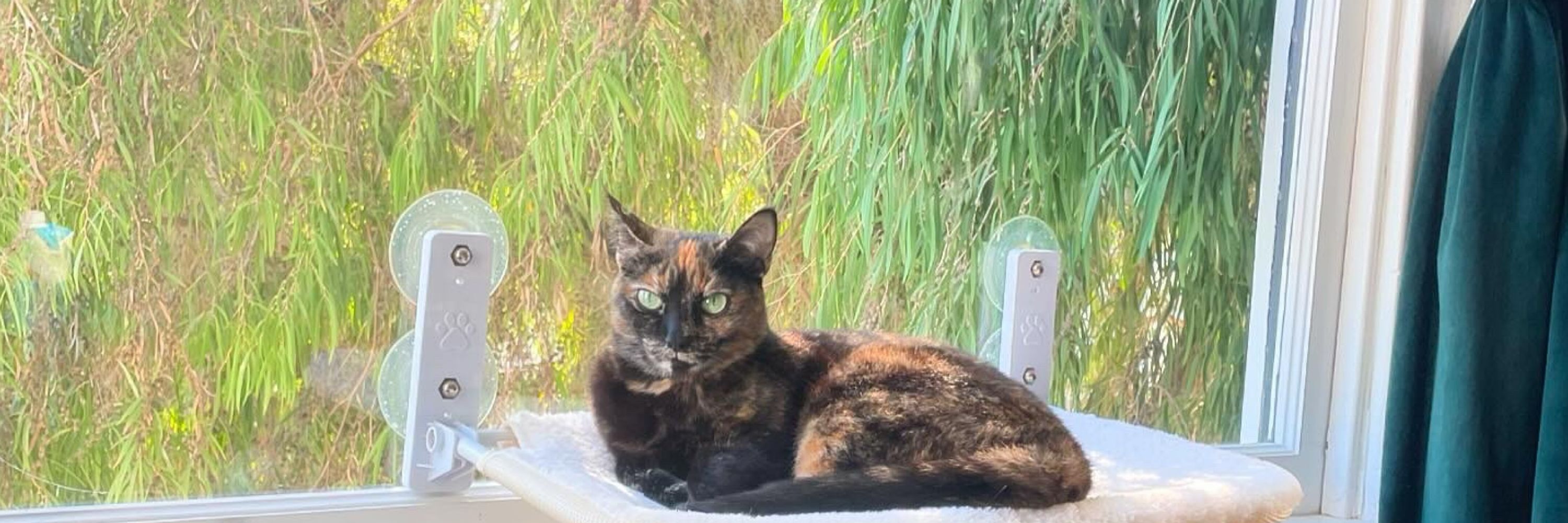 Cats Of BlueSky