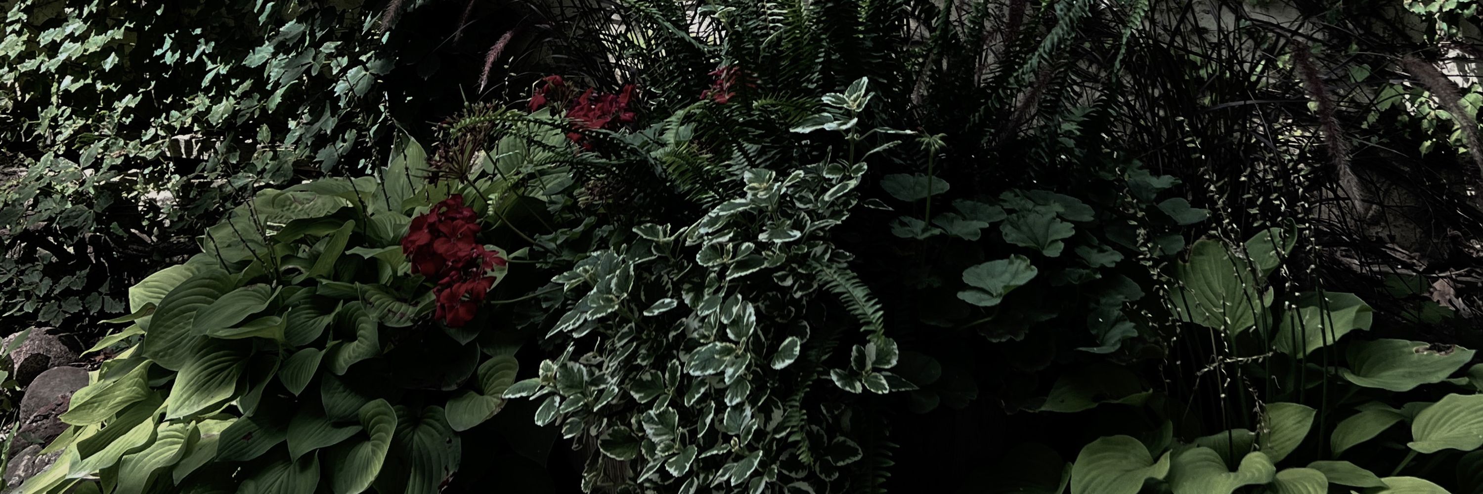 🌿 d. 🗡️