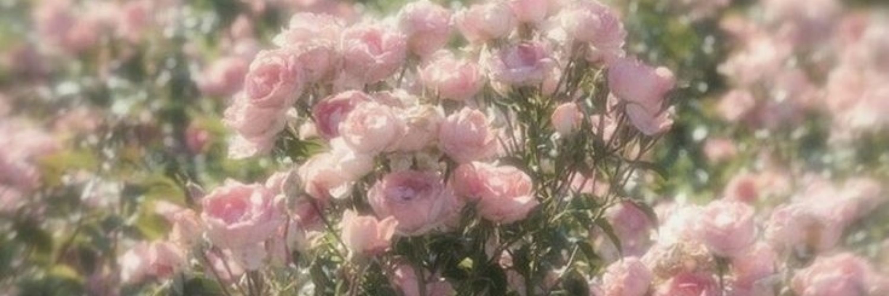 ⊹ֶָ֢ 𓏲 𝙃𝘢𝘭𝘦𝘺 ❀ꜝָ