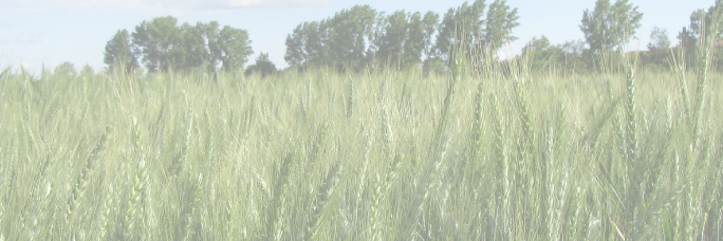 Wheat Initiative