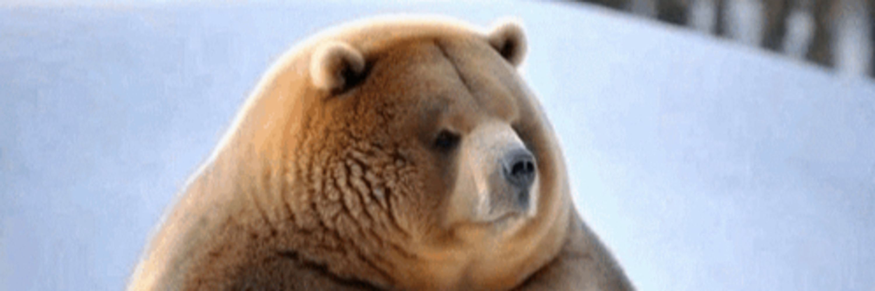 MrPolarbear