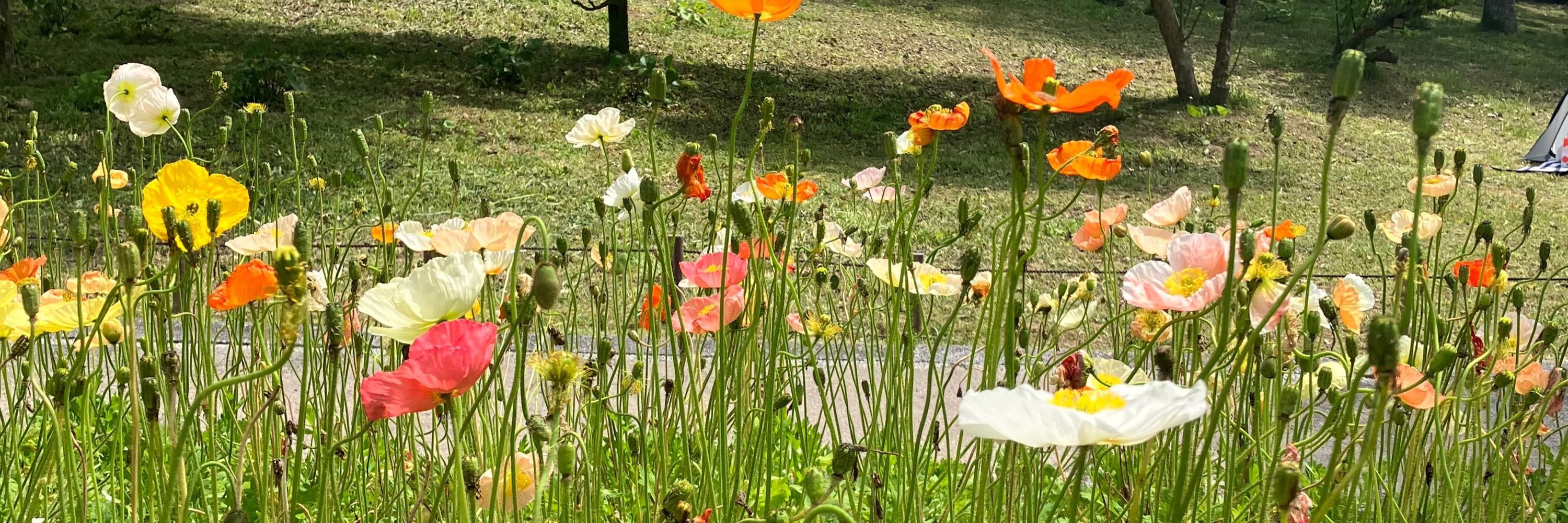 ちゅに🌷