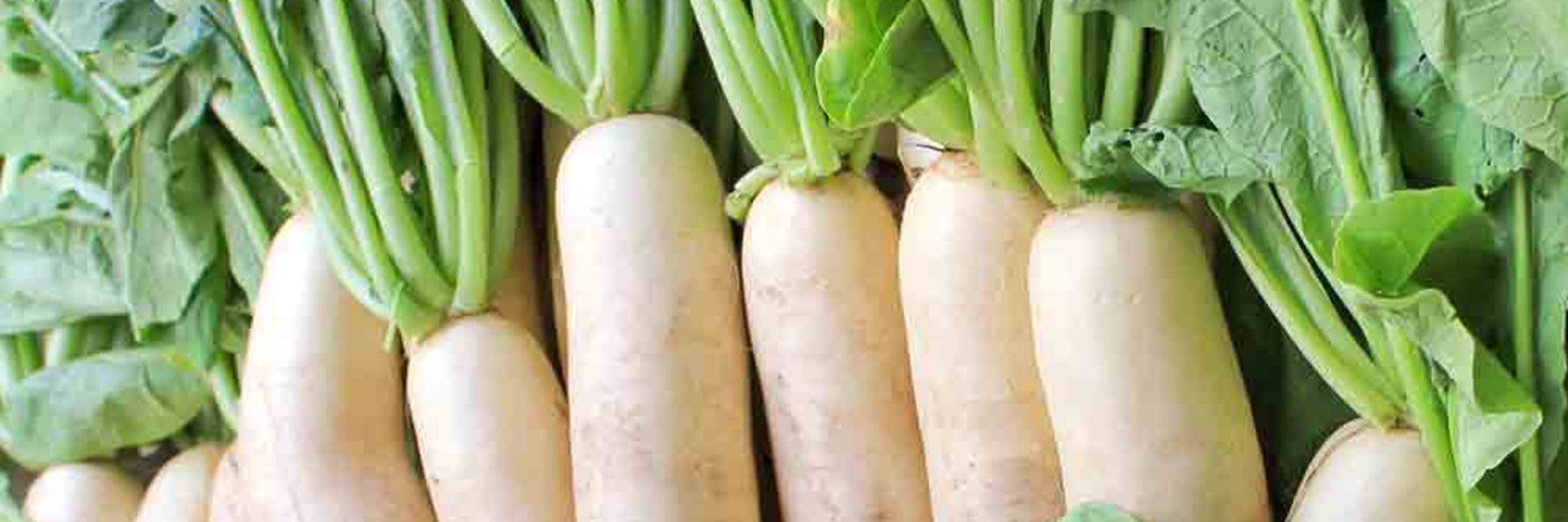 Señor Daikon