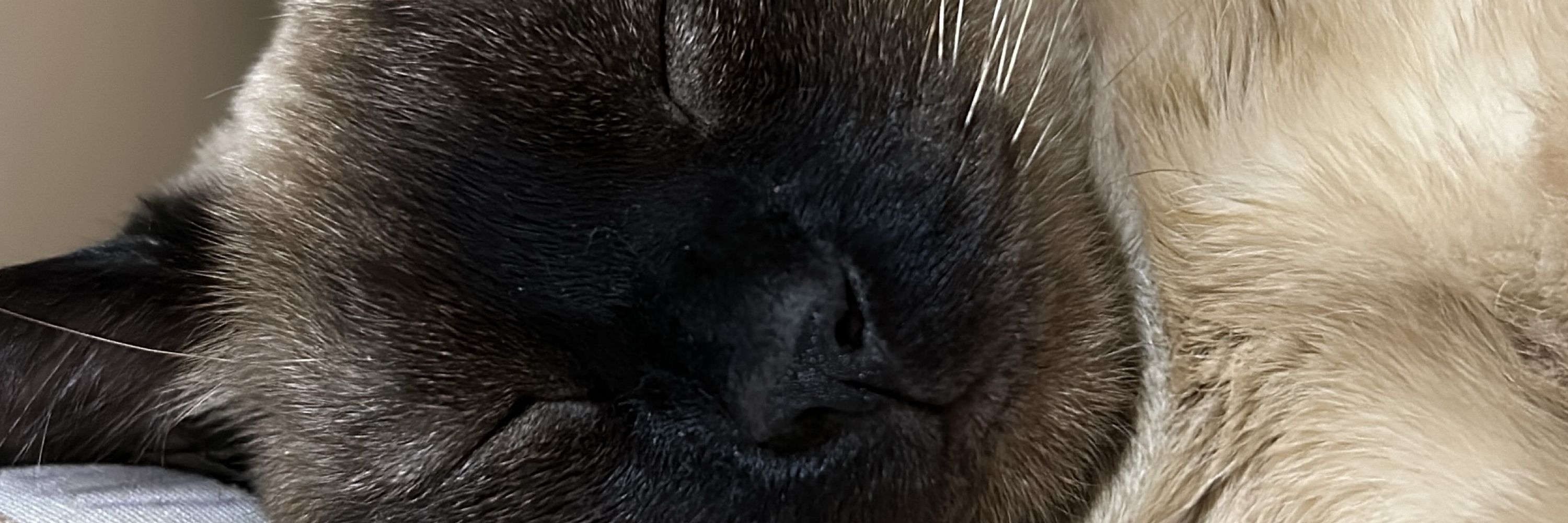 juju