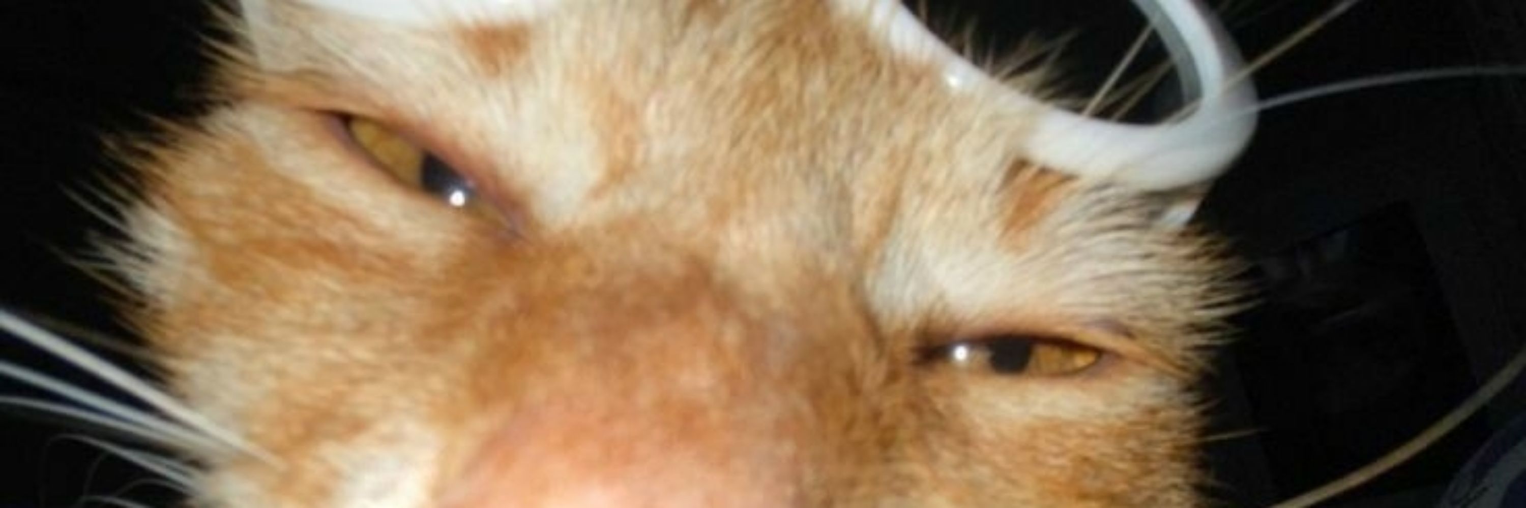 ninguém 