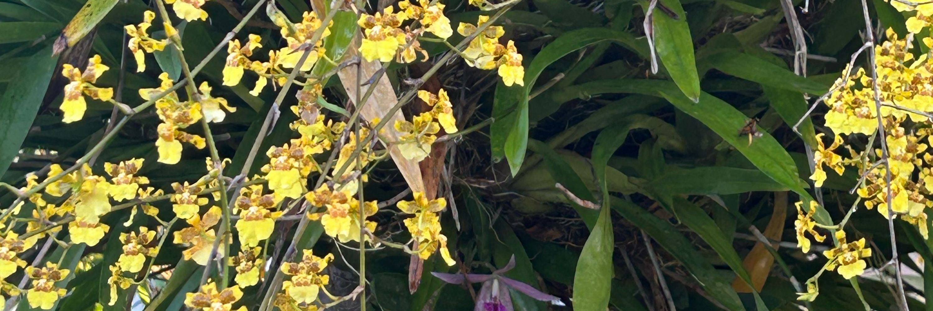 Orchid Ecology