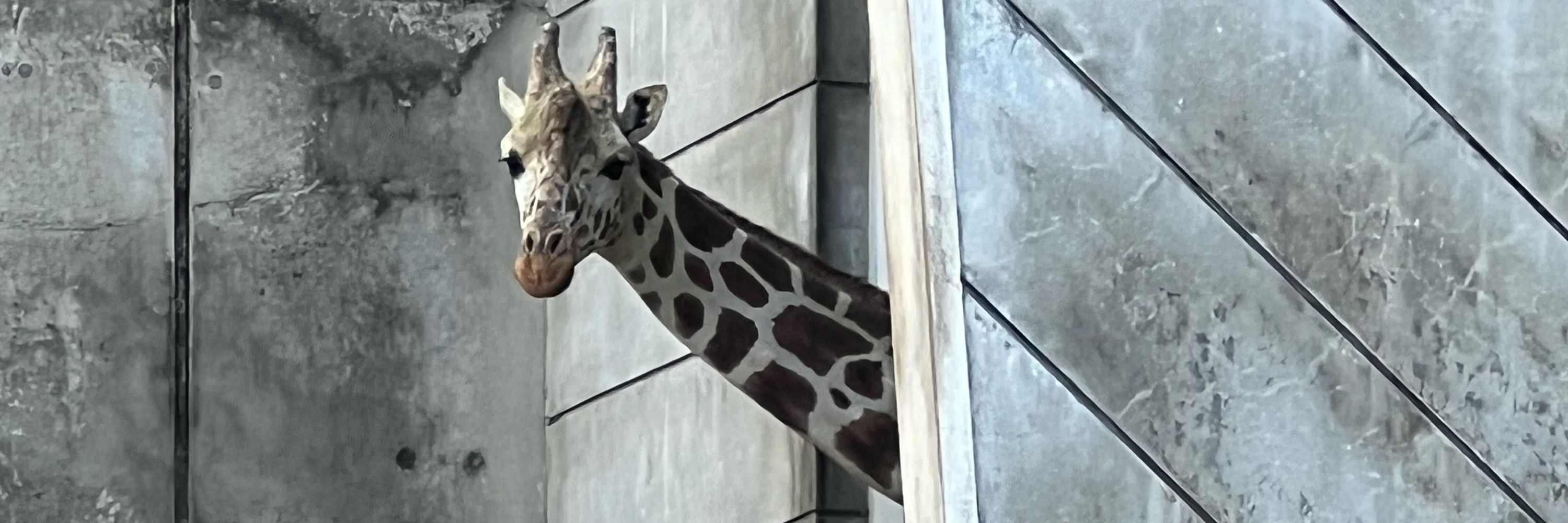 そらそん