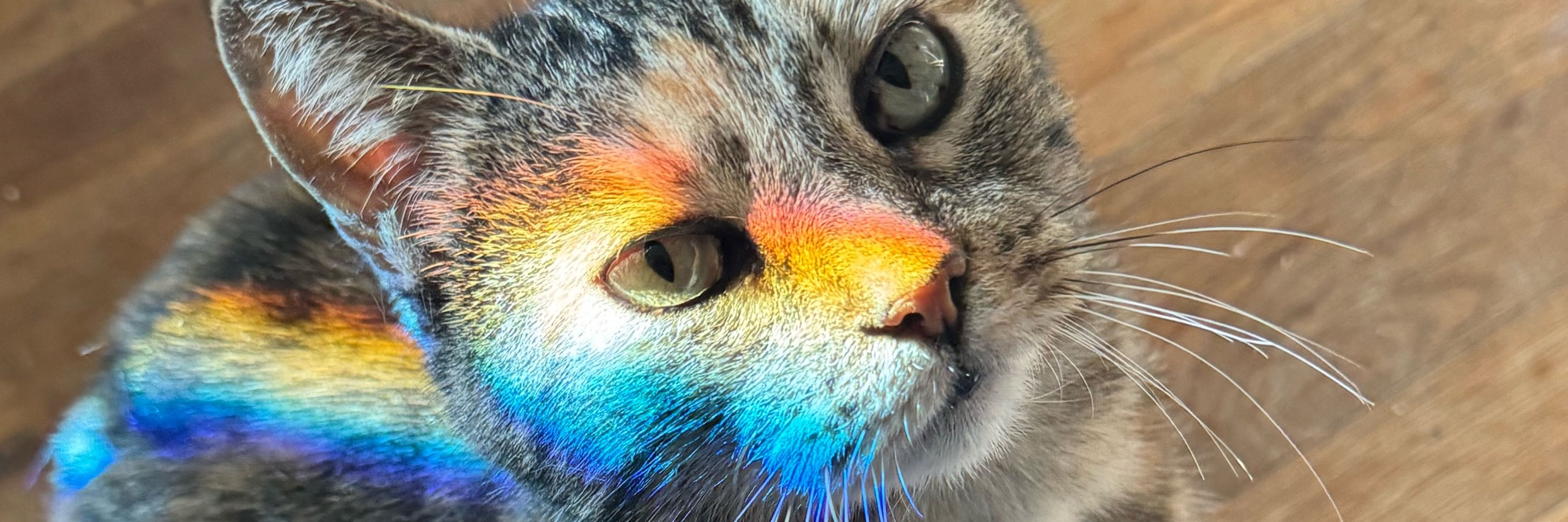 Katt Ireland